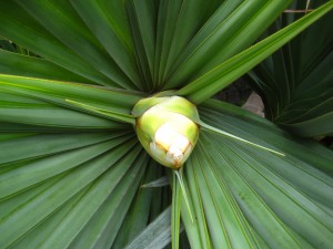 Pandanus